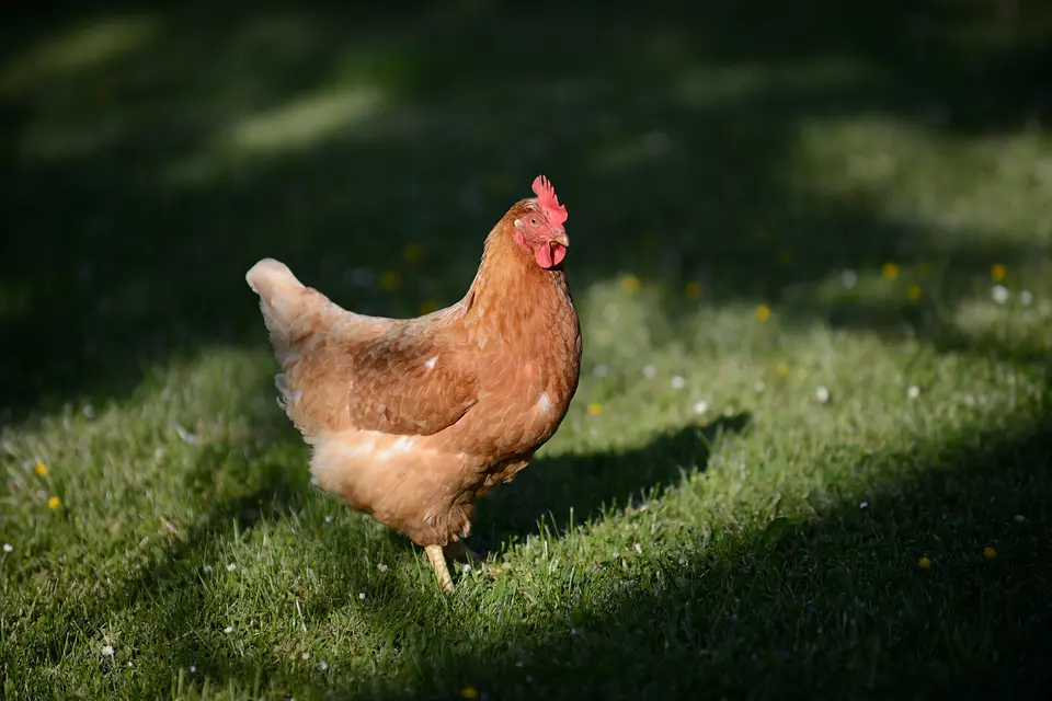 Braunes Huhn im Sonnenlicht auf dem Rasen im Garten des Weinberghauses