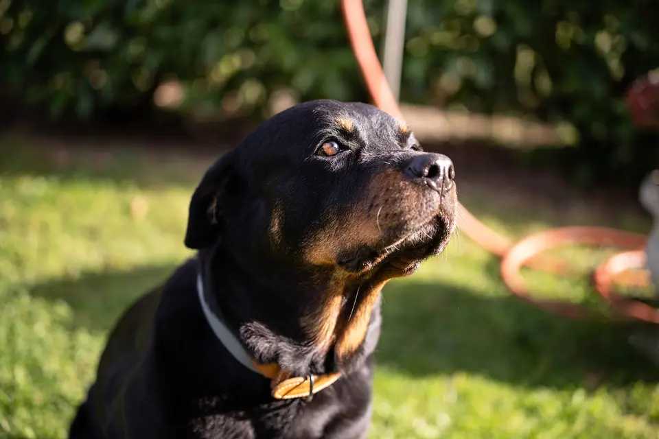 Der Rottweiler der Familie im Garten des Weinberghauses, Porträt im Sonnenlicht