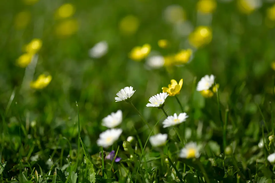 Gänseblümchen und Butterblumen in der Wiese im Garten