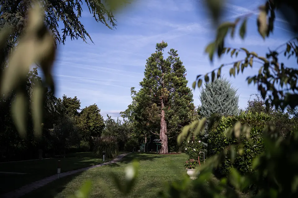 Garten des Weinberghauses mit hohen Nadelbäumen und Hecken, durch Blätter fotografiert