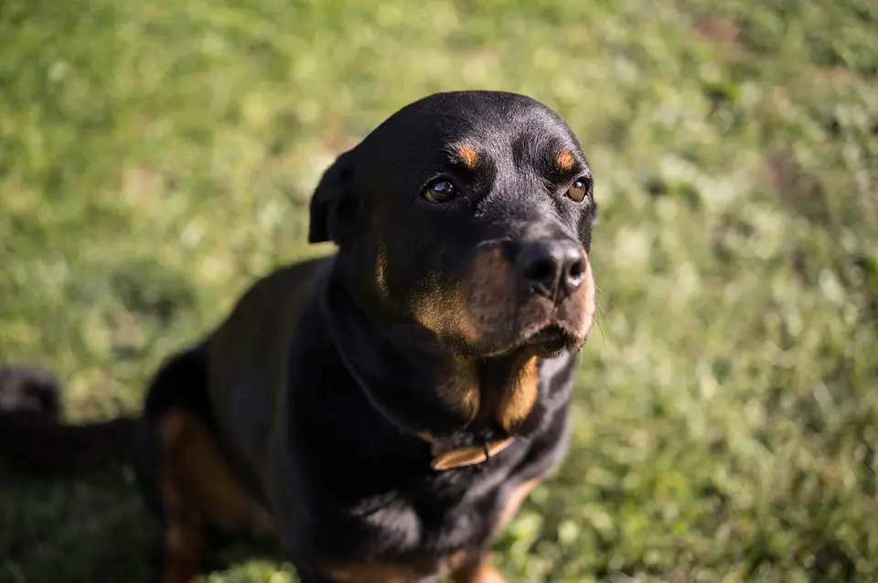 Rottweiler sitzt auf dem Rasen im Garten und schaut in die Kamera