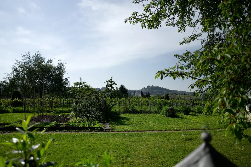 Blick über Gemüsebeete und Reben im Garten des Weinberghauses auf die Fellbacher Weinberge und Hügel