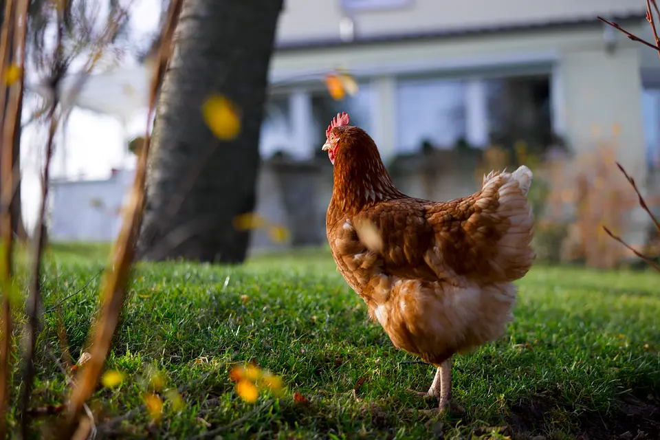 Huhn unter einem Baum im herbstlichen Garten, im Hintergrund das Weinberghaus